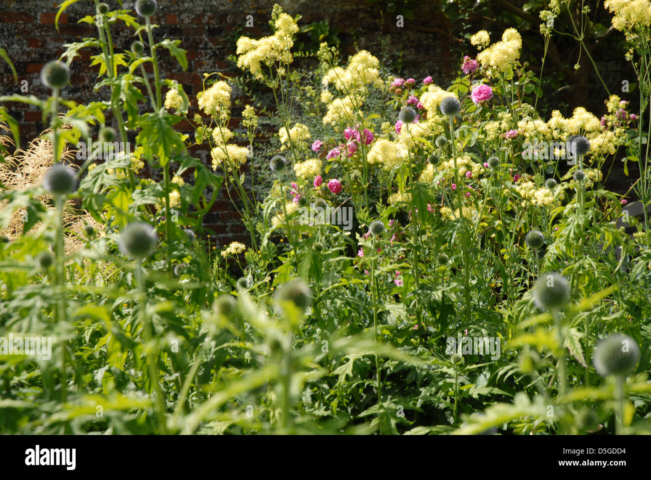 Wild Flowers, Hedgerow flowers Stock Photo Alamy