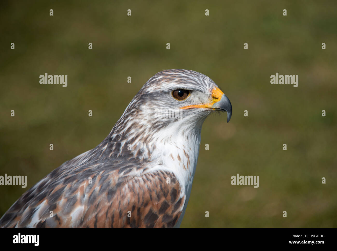 closeup from king buzzard with green background Stock Photo