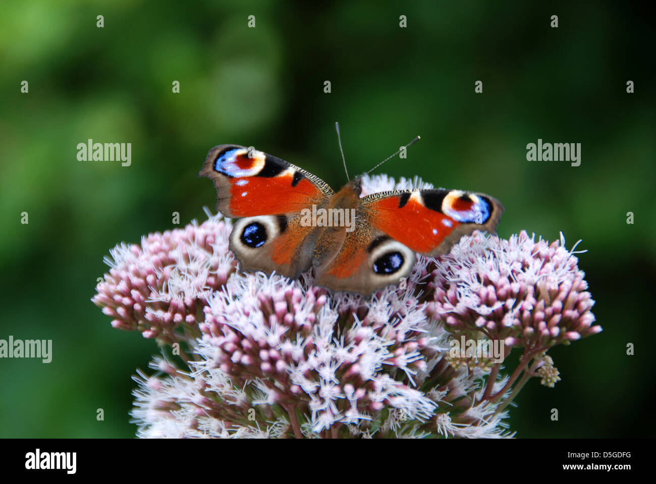 Peacock butterfly sitting on a flower Stock Photo - Alamy