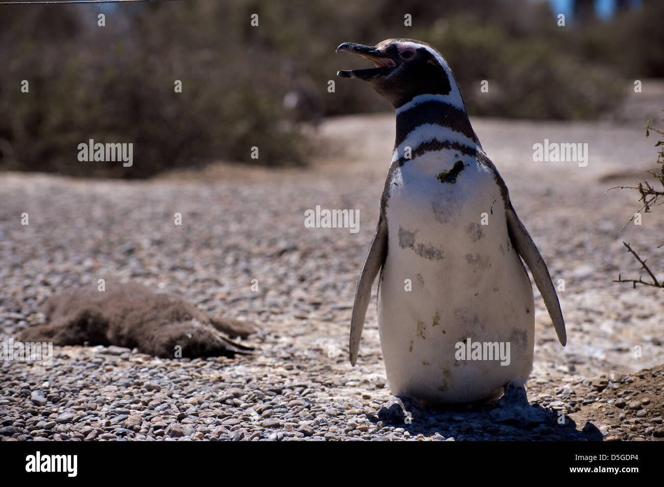 Magellanic Penguins on the Valdez Peninsular of Argentina Stock Photo