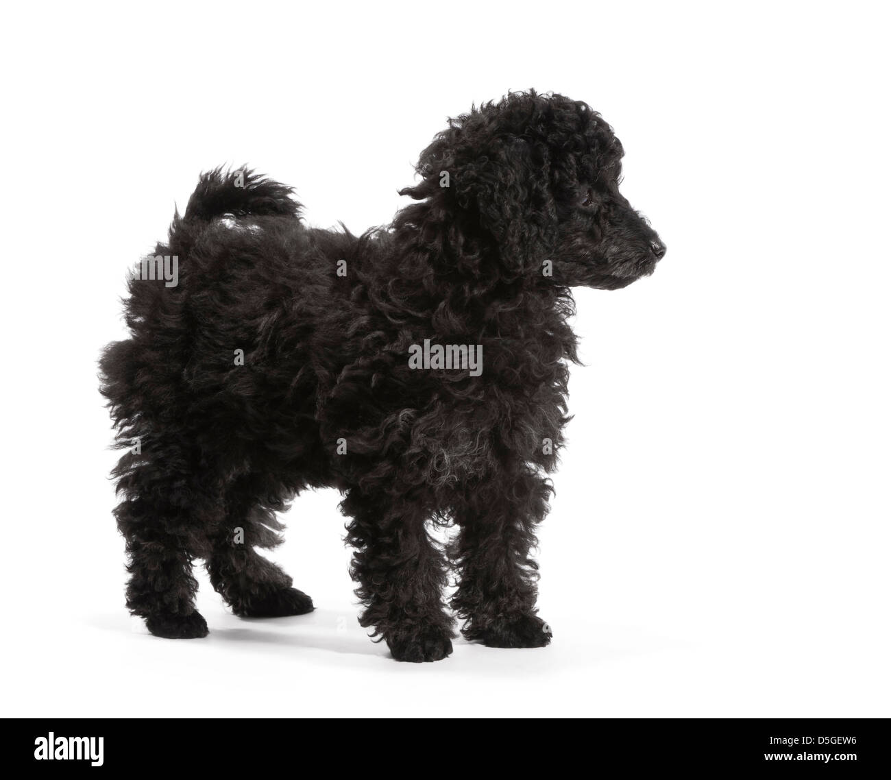 Toy Poodle puppy aged 10 weeks Stock Photo Alamy