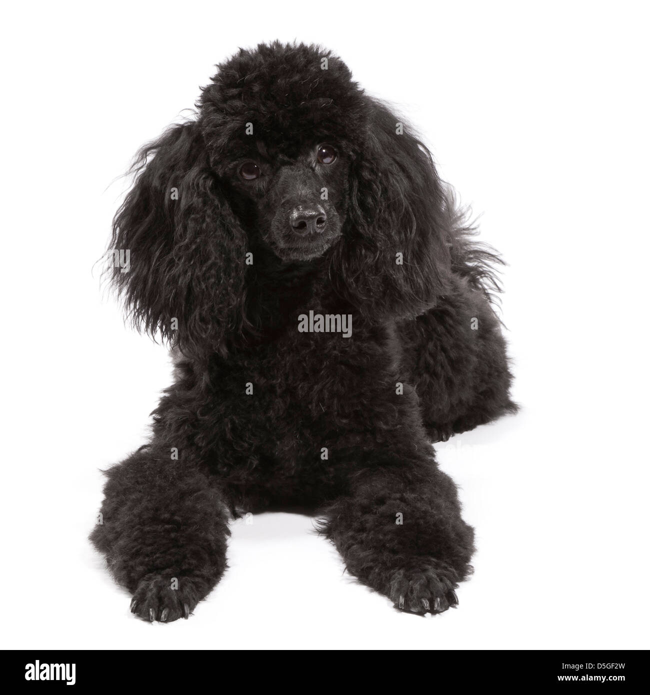 Toy Miniature Cross Poodle aged 15 months Stock Photo