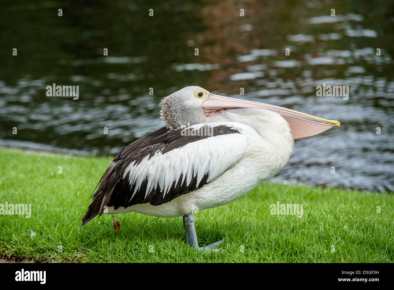 A lone pelican stands ready to perform for tourists Stock Photo Alamy