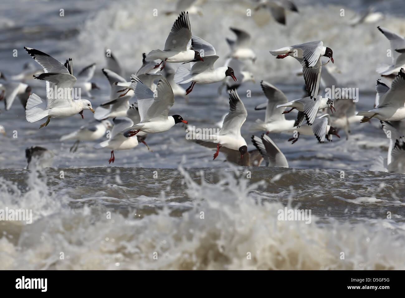 Gulls in feeding frenzy Stock Photo