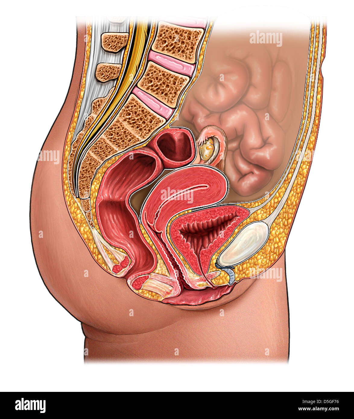 Normal female pelvis Stock Photo