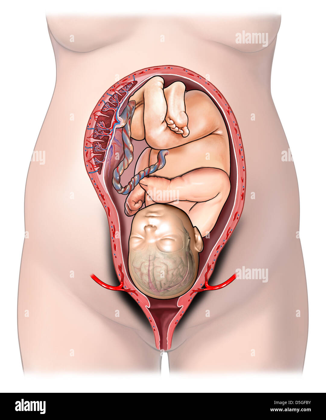 Full Term Fetus in Uterus Stock Photo
