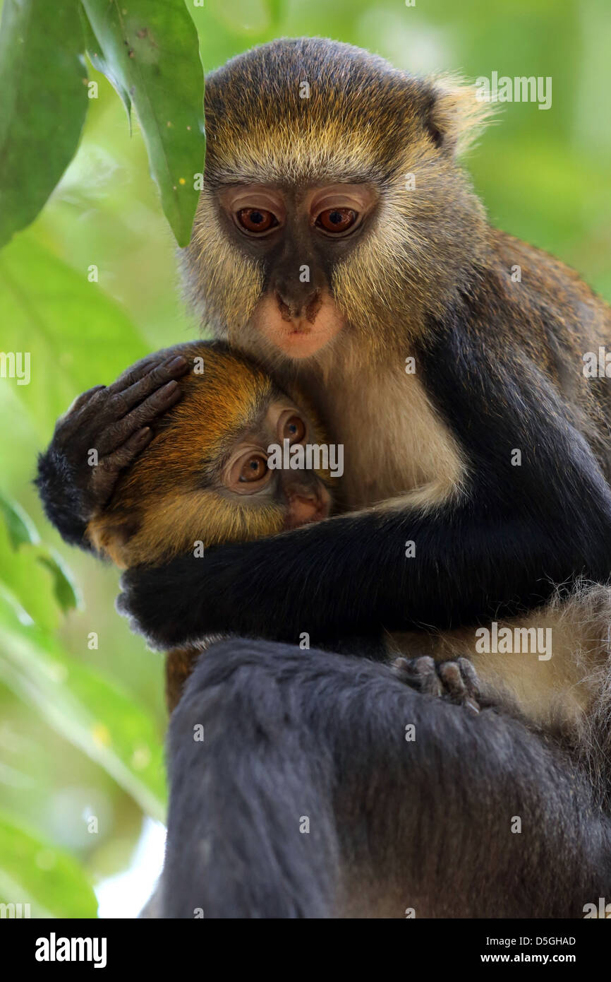 Ghana's Sacred Monkeys - bioGraphic