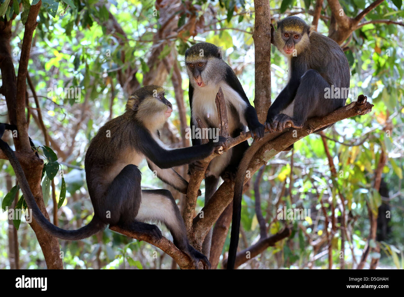 sacred Mona monkeys of the Boabeng Fema Monkey Sanctuary, Ghana Stock Photo