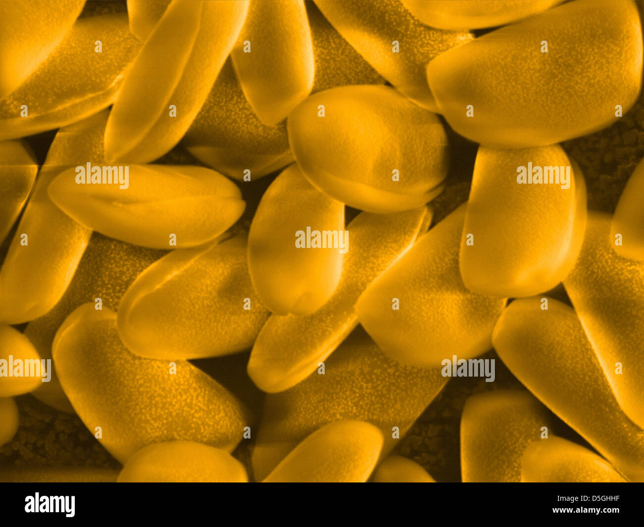 Pollen grains from anther of Tradescantia (spiderworts) flower. Scanning electron microscopy. Stock Photo