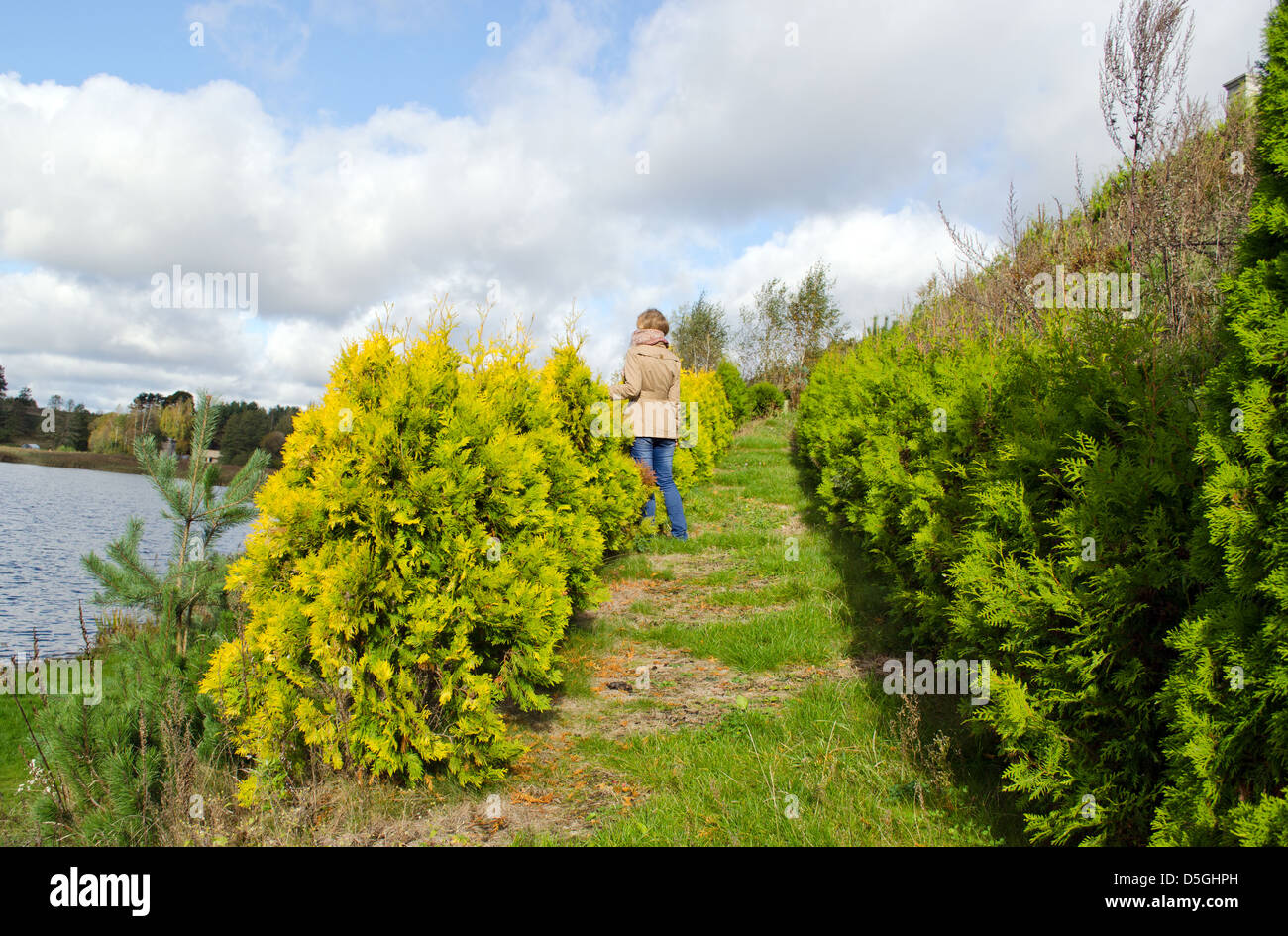 blond woman stand between thuja bush plant alley admire lake landscape. Stock Photo