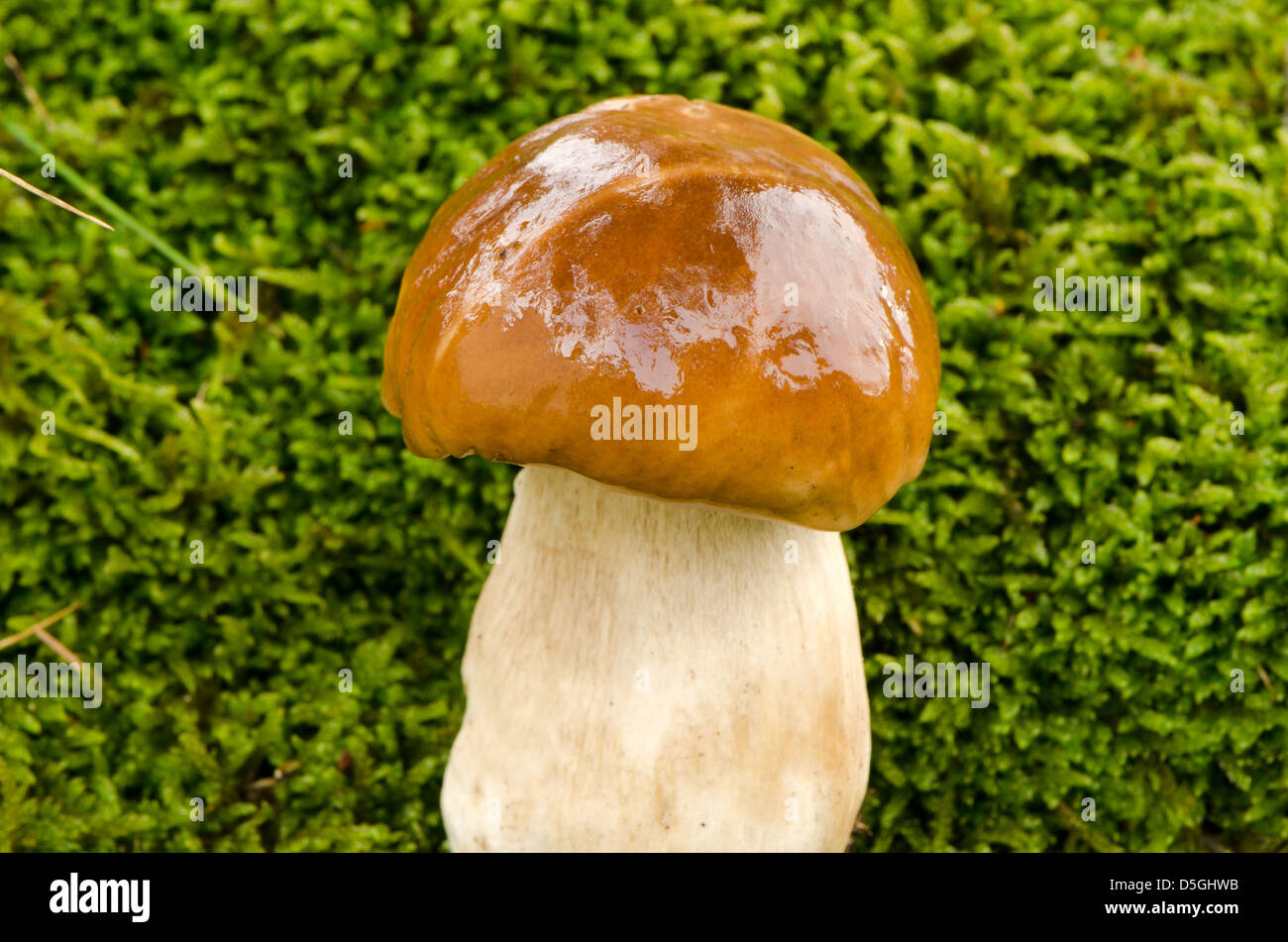 Porcine mushroom hi-res stock photography and images - Alamy
