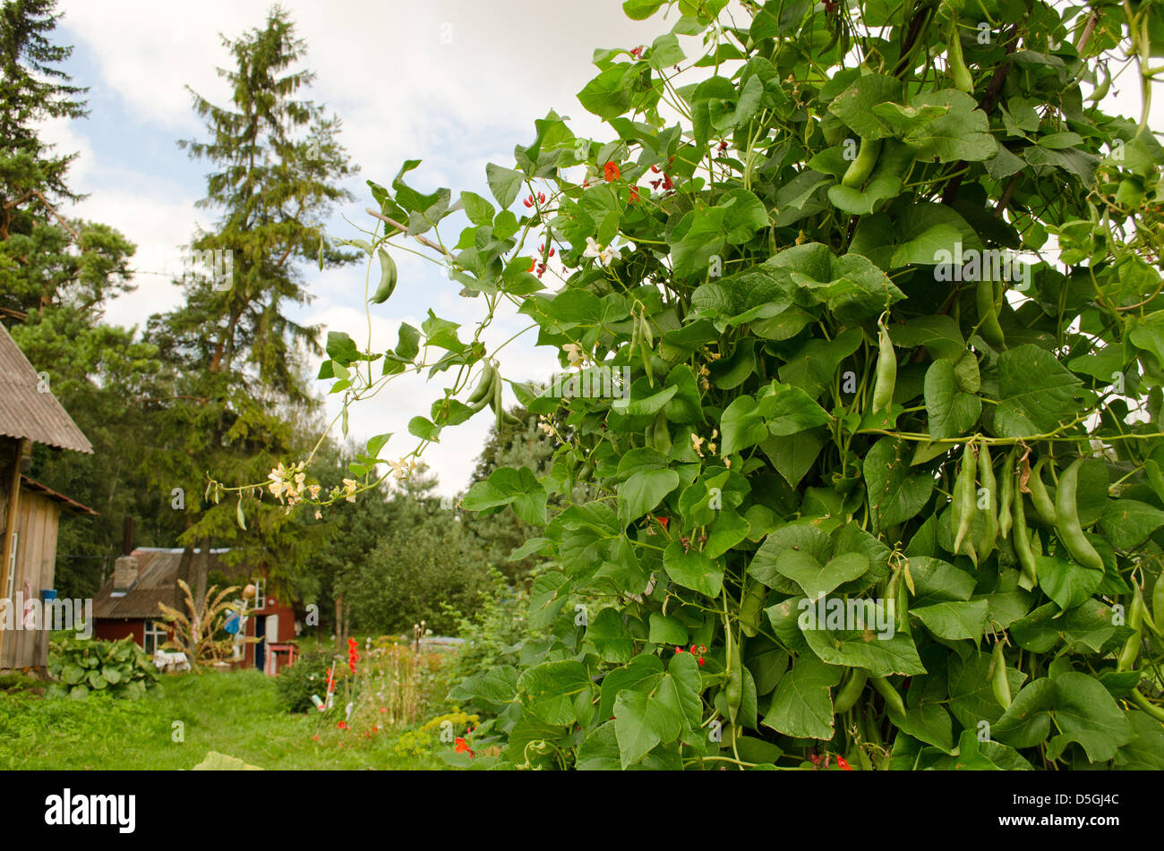 bean legume bush with blooms grow in rural homestead house garden. Stock Photo