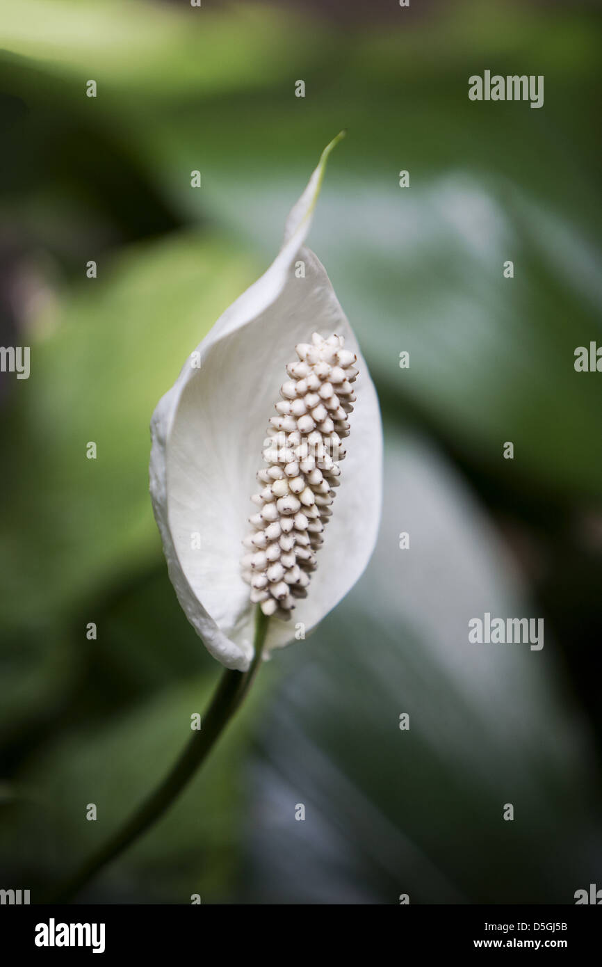 white peace lily flower in bloom Stock Photo Alamy