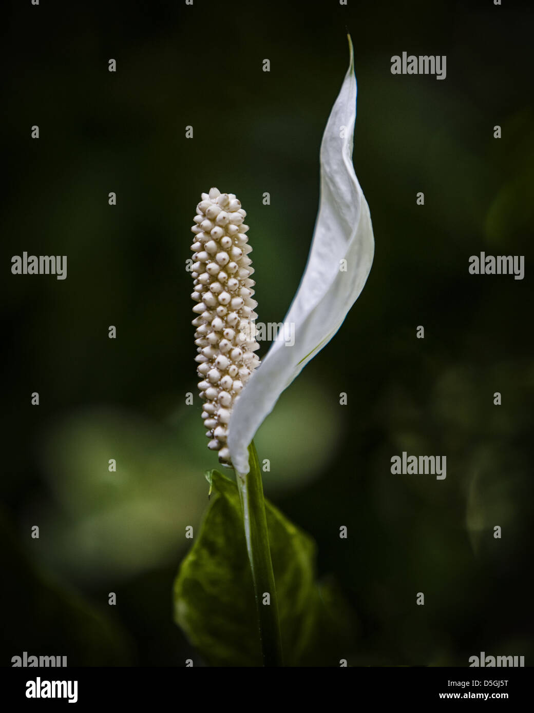 white peace lily flower in bloom Stock Photo Alamy
