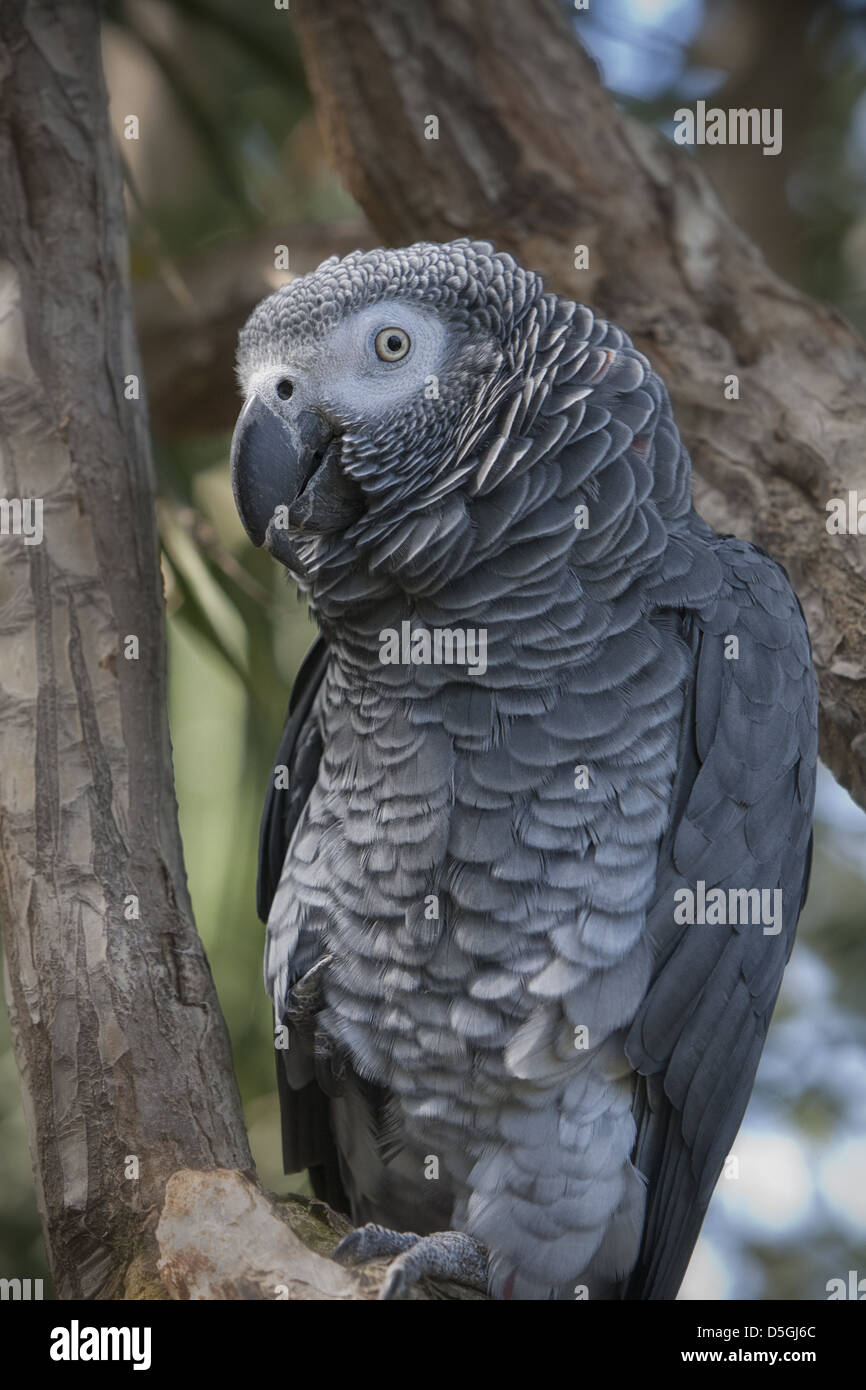 African Grey Macaw Stock Photo Alamy