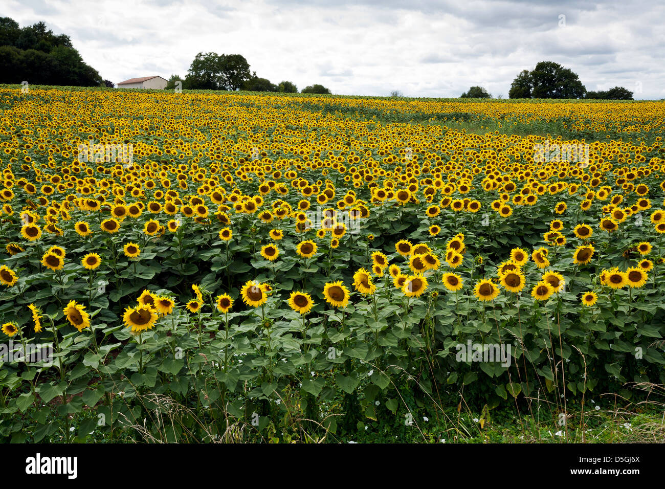 Field of bright yellow sunflowers in bloom Stock Photo - Alamy