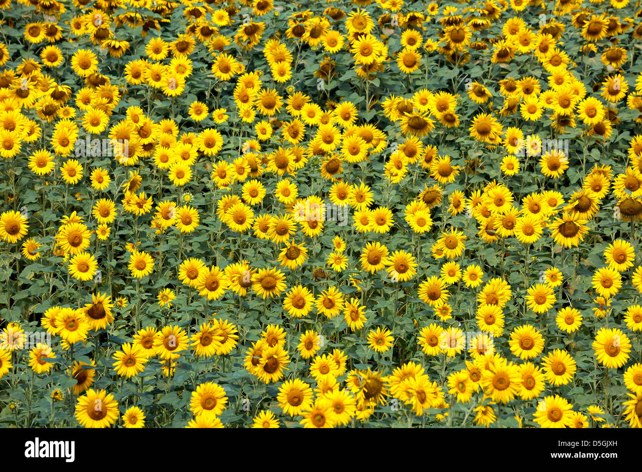 Field of bright yellow sunflowers in bloom Stock Photo - Alamy
