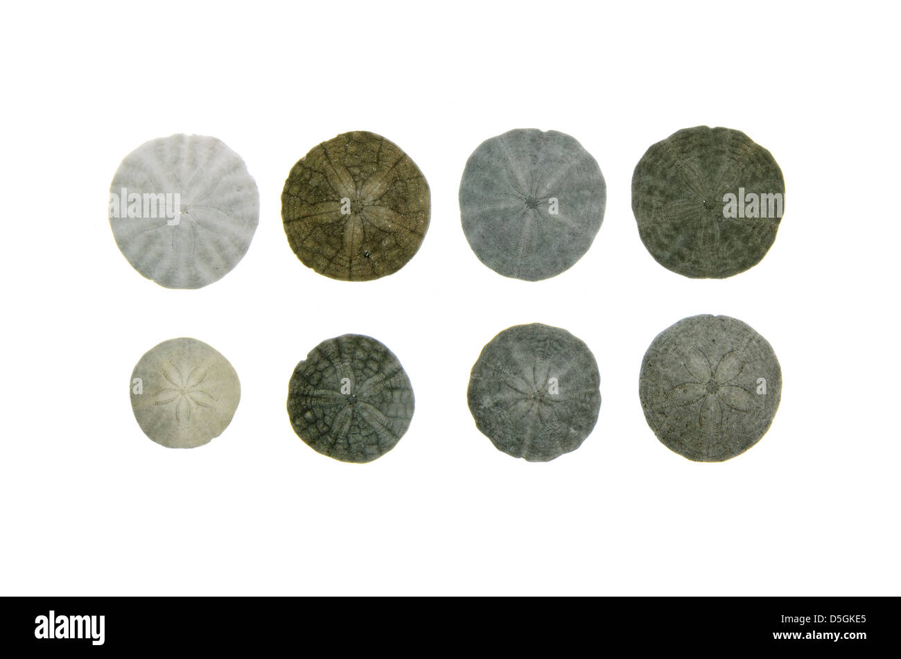 Eight sanddollars on a white background Stock Photo