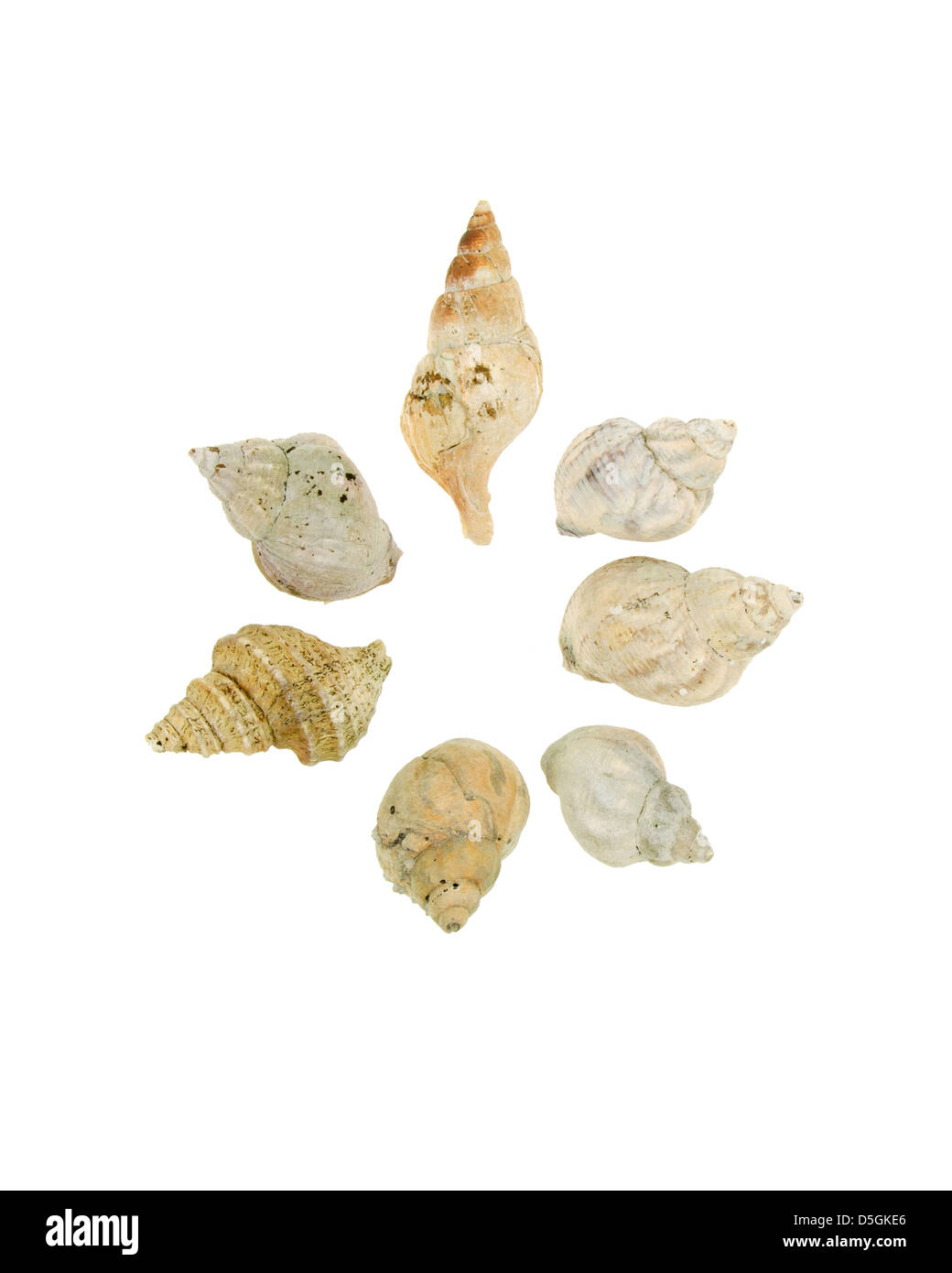 Seven whelk shells in a circle on a white background, Maine. Stock Photo