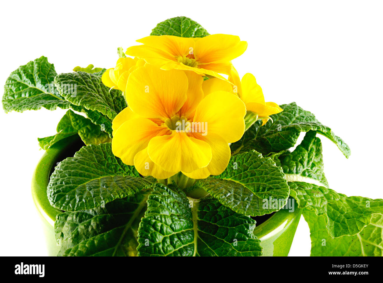 yellow Primrose flowers in vase Stock Photo Alamy