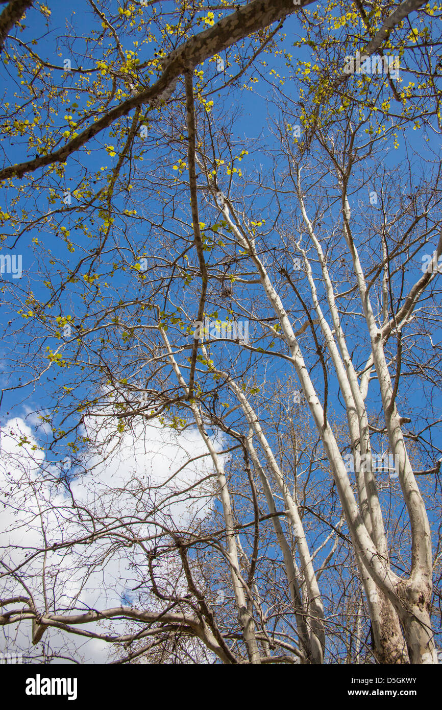 leafless trees on blue sky with a white cloud Stock Photo