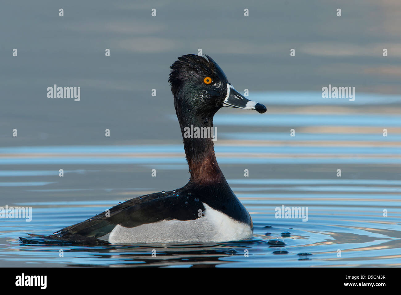 A portrait of a male Ring-necked Duck (Aythya collaris), Bitterroot Valley, Montana Stock Photo