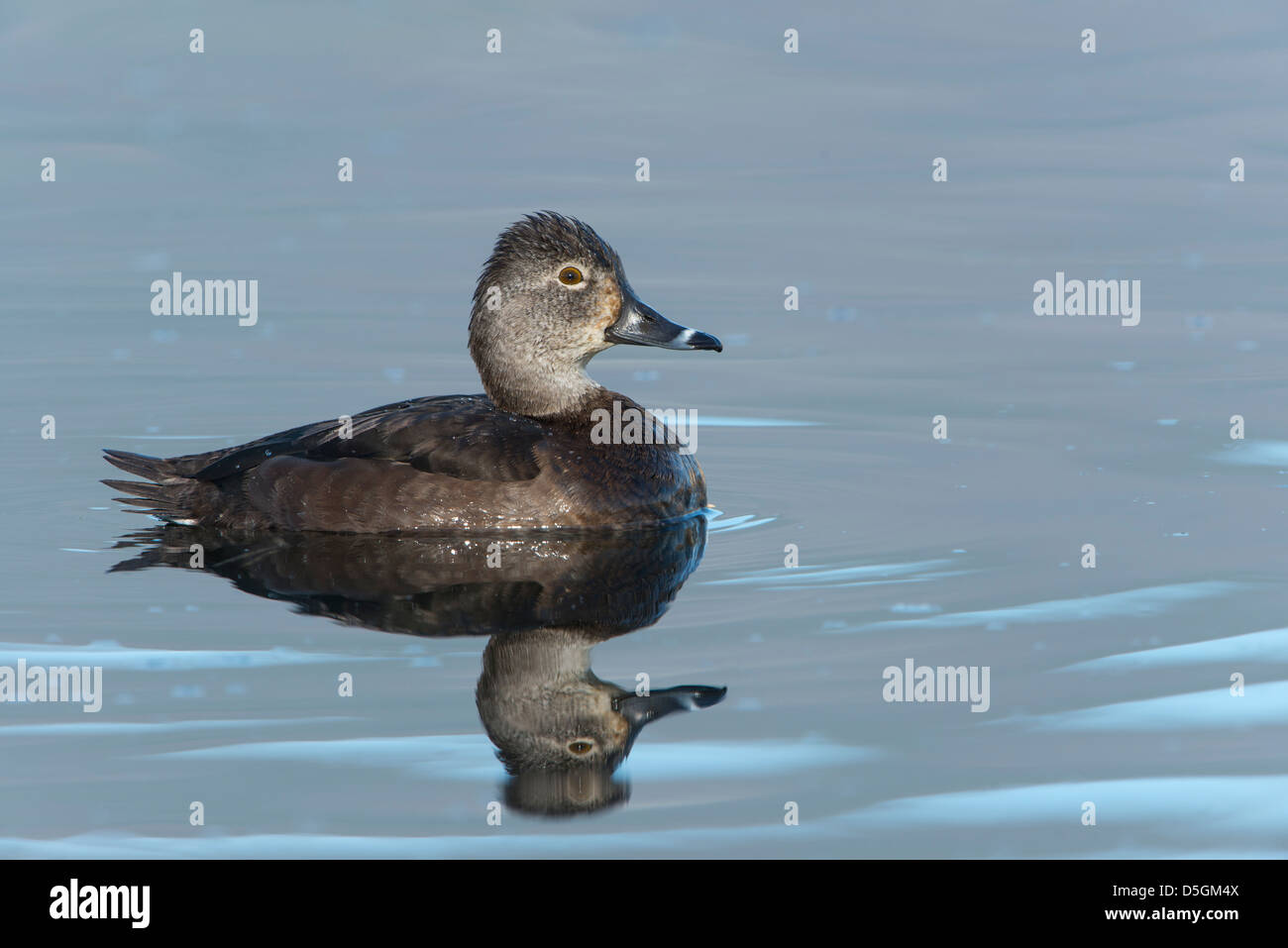 Ring-necked Ducks – My Bird of the Day