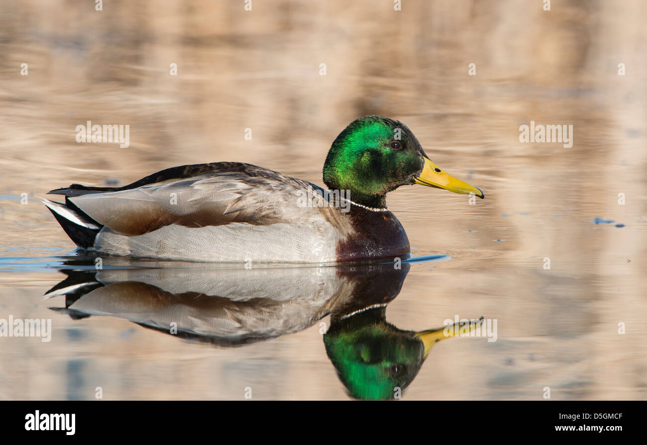 A male Mallard (Anas platyrhynchos) portrait, Bitterroot Valley, Montana Stock Photo