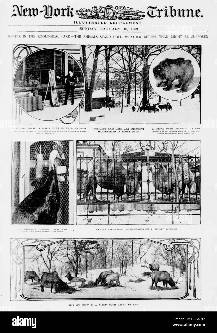 Winter in the zoological park - the animals stand cold weather better then might be supposed (LOC) Stock Photo