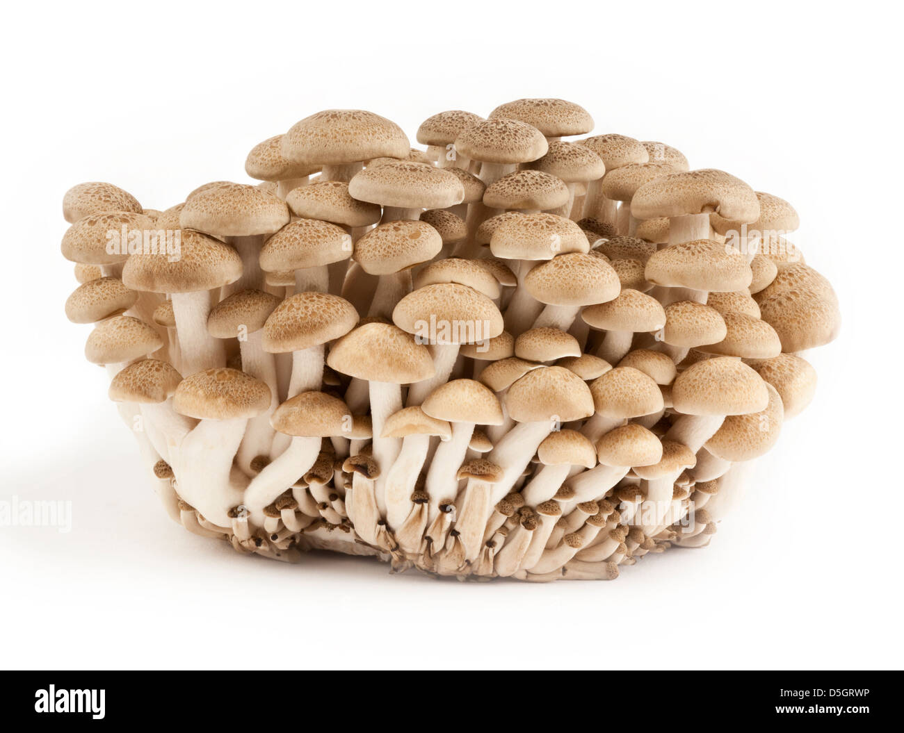 A whole cluster of Buna Shimeji  edible mushrooms Stock Photo
