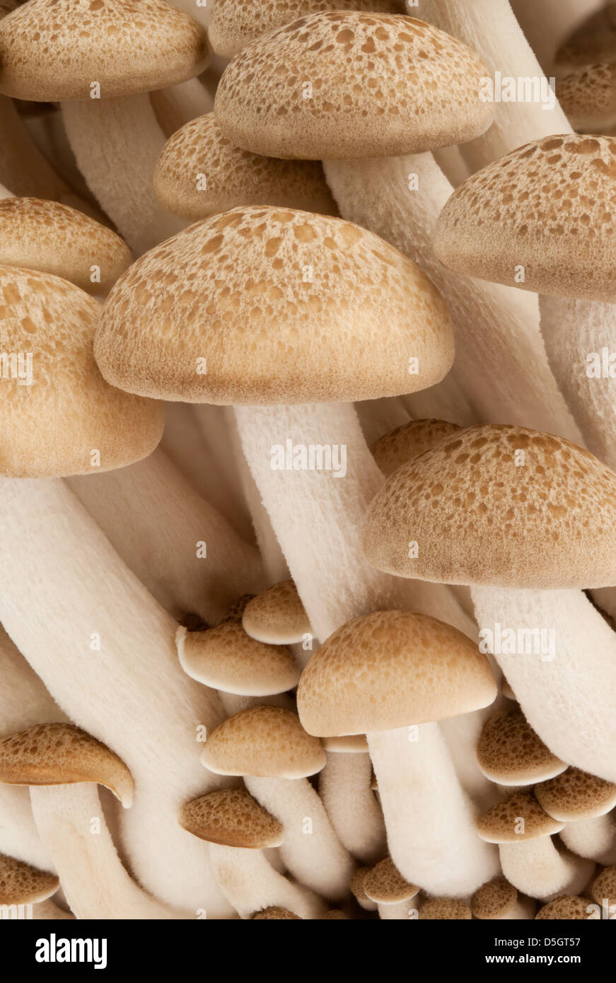 A cluster of Buna Shimeji  edible mushrooms Stock Photo