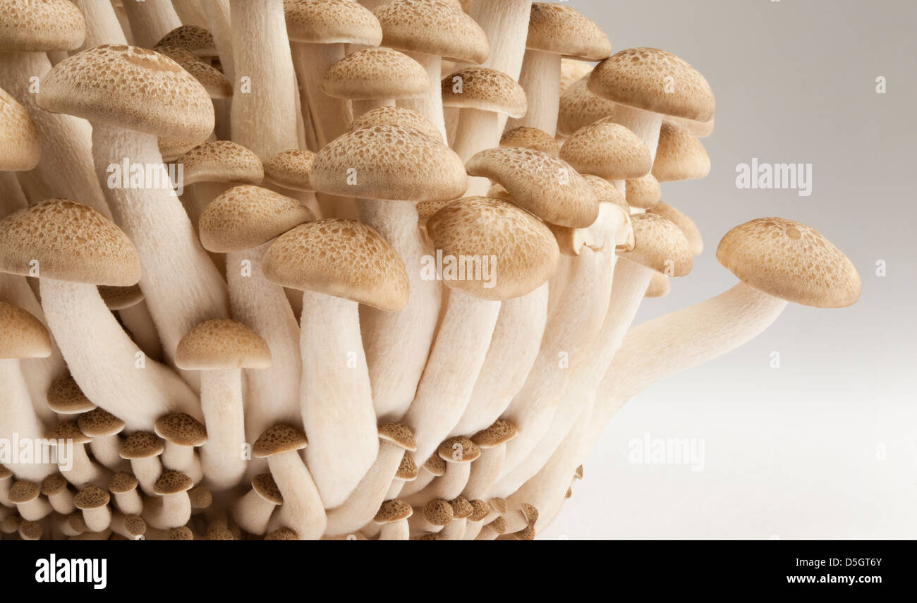 A group of edible Buna Shimeji mushrooms Stock Photo