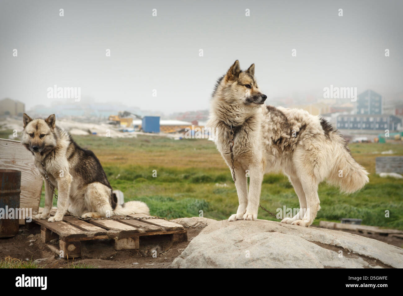 Two Greenland husky dogs chained to rock during summer months, Ilulissat (Jakobshavn), Greenland Stock Photo