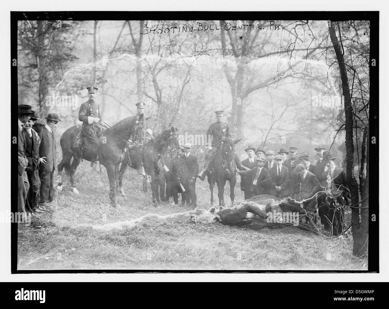 A historical photograph from November 3, 1913, showing a man shooting a bull in Central Park, New York City. The photo depicts mounted NYPD officers as part of the Mounted Unit in this unusual event. Stock Photo