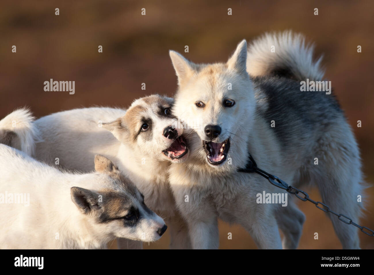 Greenland husky female playing with puppies, Qeqertarsuaq Stock Photo