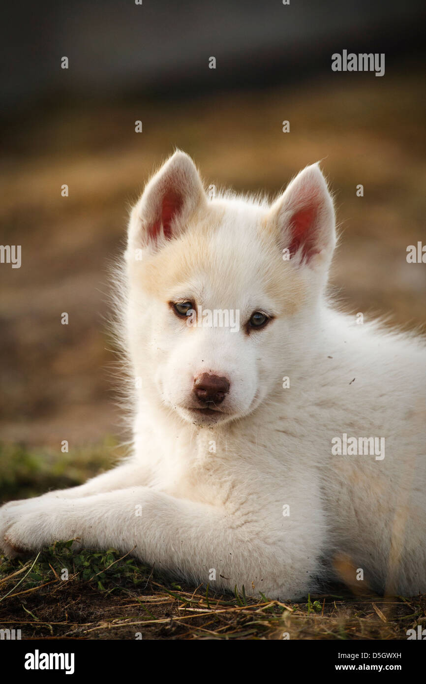 Greenland husky puppy, Qeqertarsuaq, Greenland Stock Photo