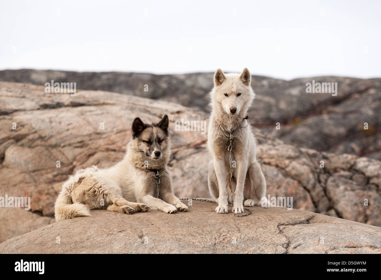 can a alaskan husky live in greenland