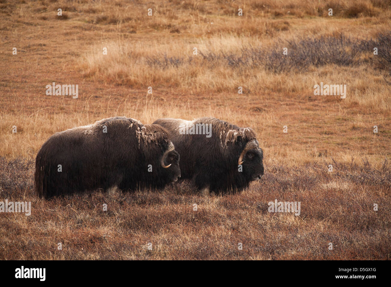Musk Oxen, two bulls, Kangerlussuaq, Greenland Stock Photo