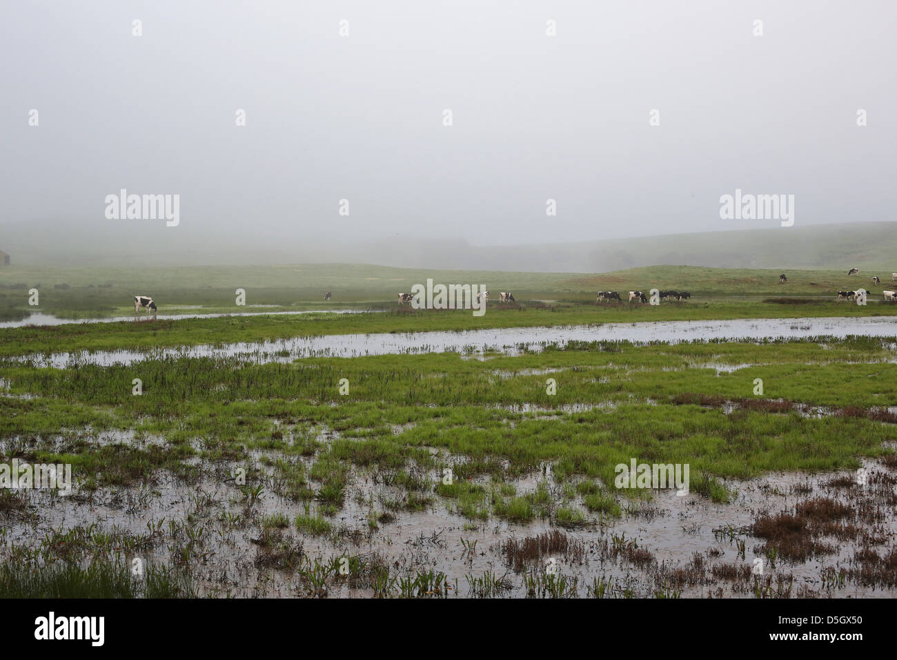 A foggy ranch in rural Sonoma County, California Stock Photo - Alamy