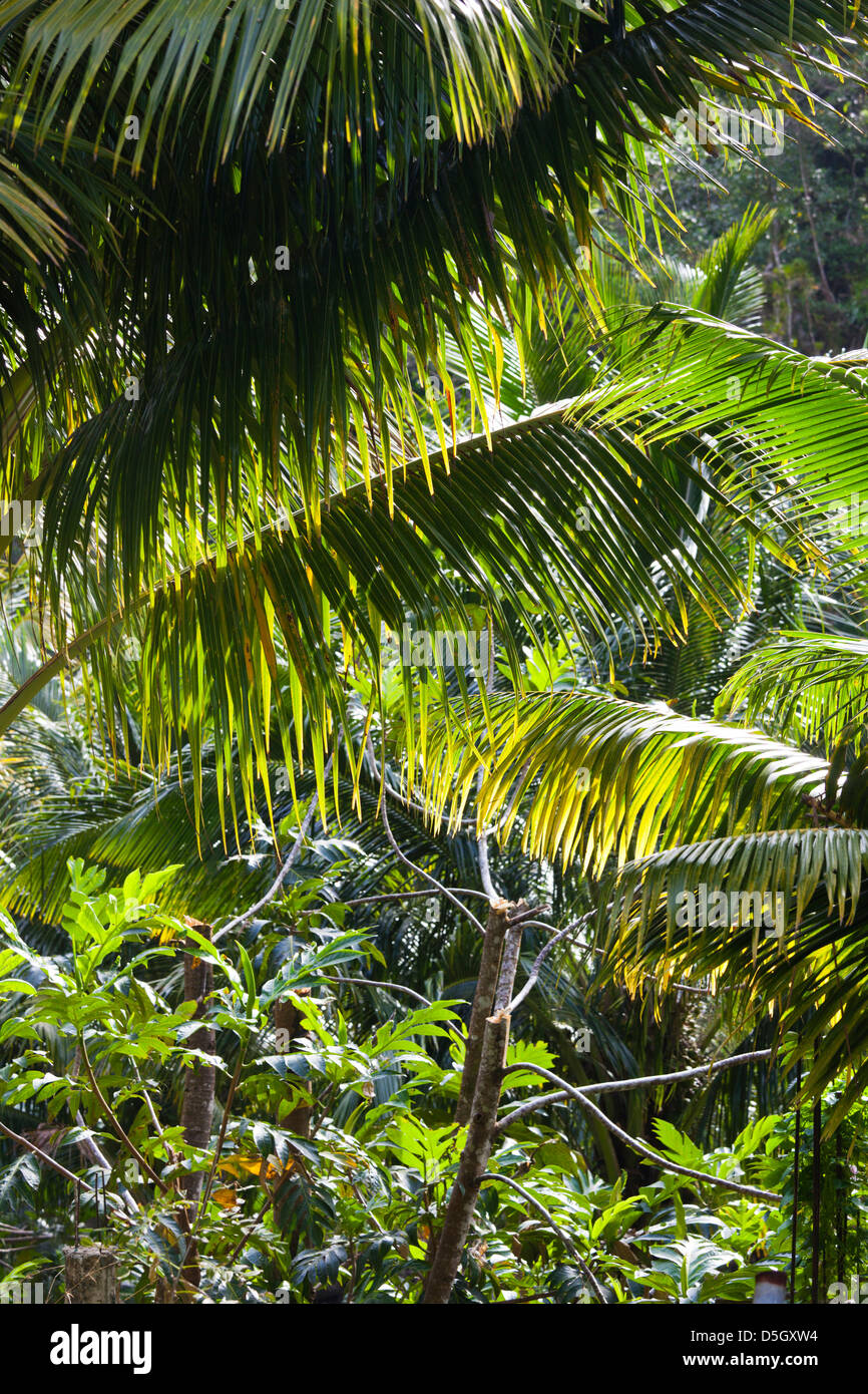 Dominica, Roseau, Roseau Valley, tropical vegetation, rain forest Stock