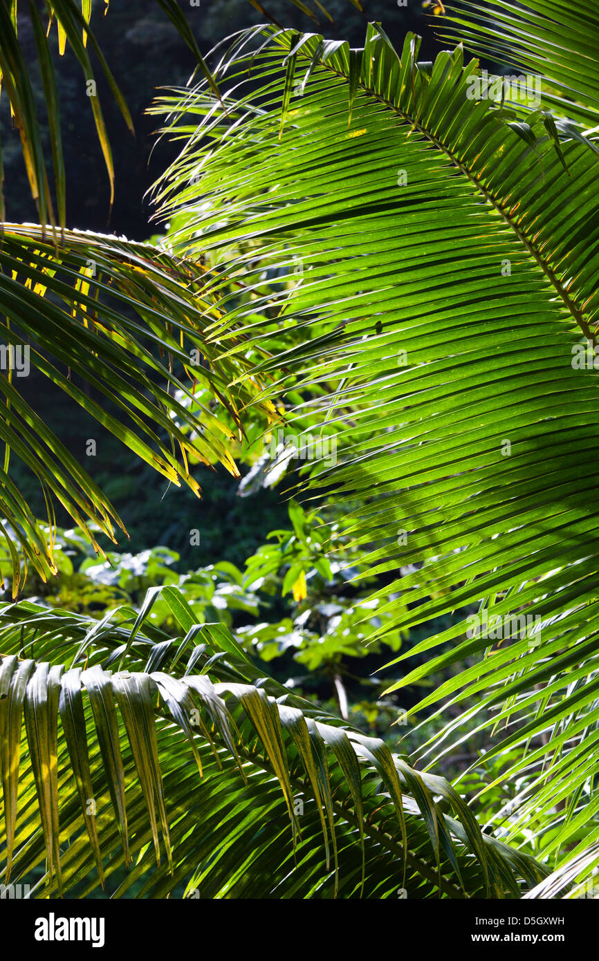 Dominica, Roseau, Roseau Valley, tropical vegetation, rain forest Stock Photo