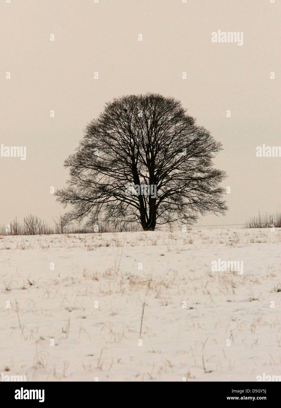 A lone tree in a snowy field Stock Photo - Alamy
