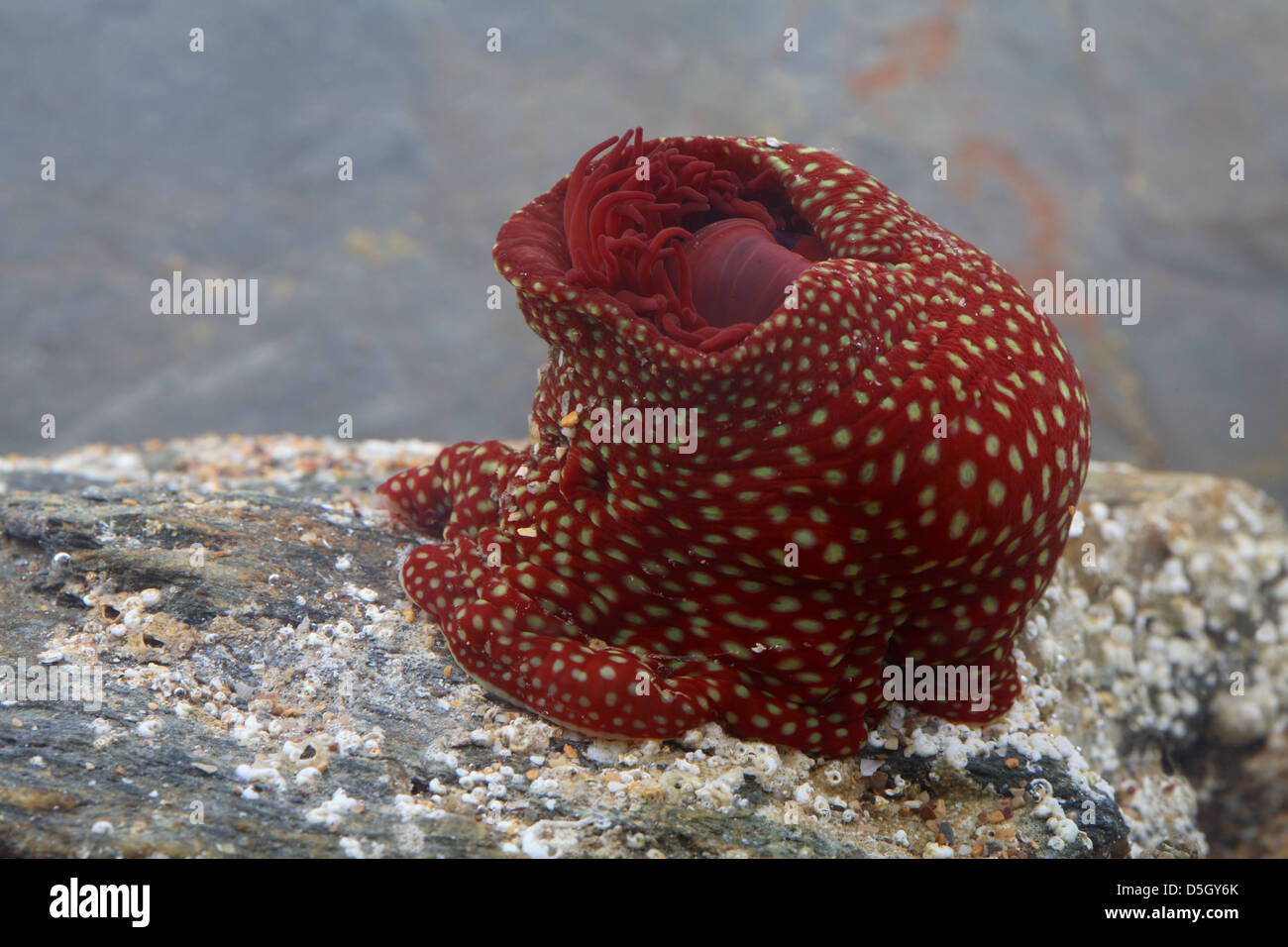Strawberry anemone  [ Actinia fragacea ] in aquarium Stock Photo
