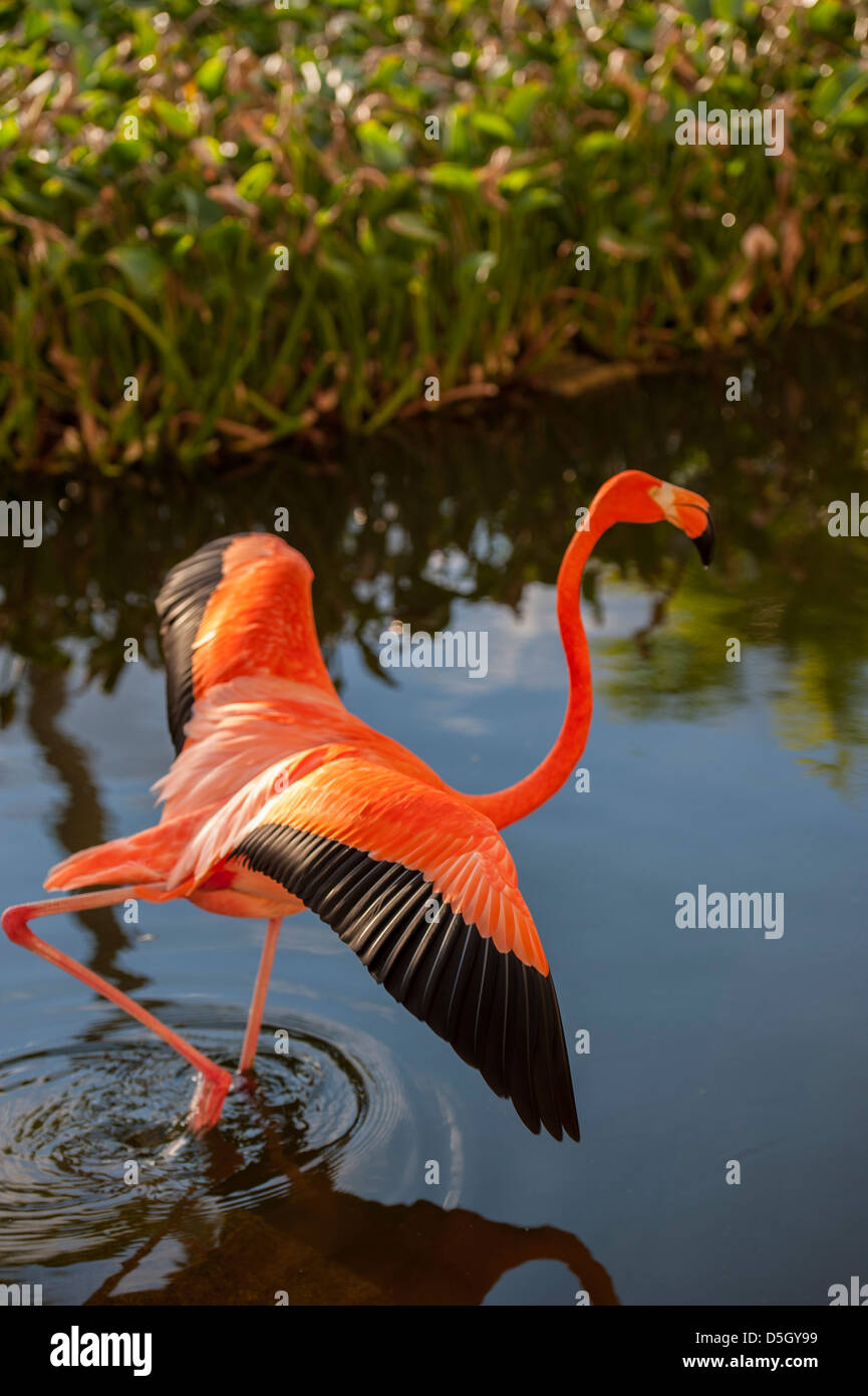 Dominican Republic Punta Cana Higuey Bavaro Iberostar