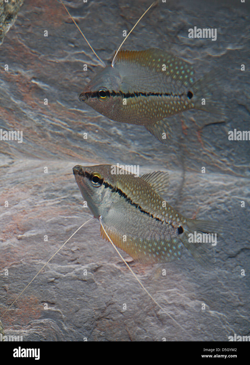 Pearl Gourami [ Trichogaster leeri ] in aquarium with reflection Stock ...