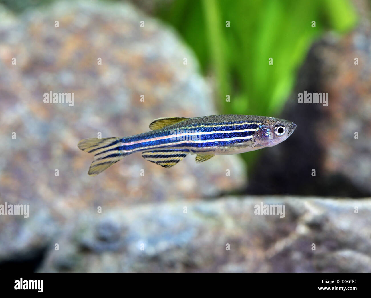 Zebra Danio [ Brachydanio rerio ] in aquarium Stock Photo