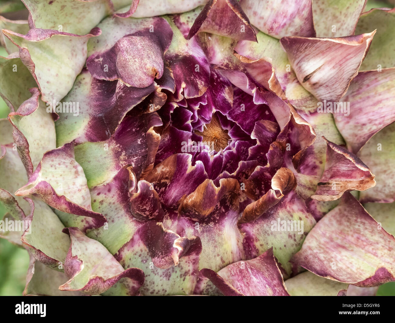 Artichoke flower head heart, Lincolnshire, England, UK Stock Photo