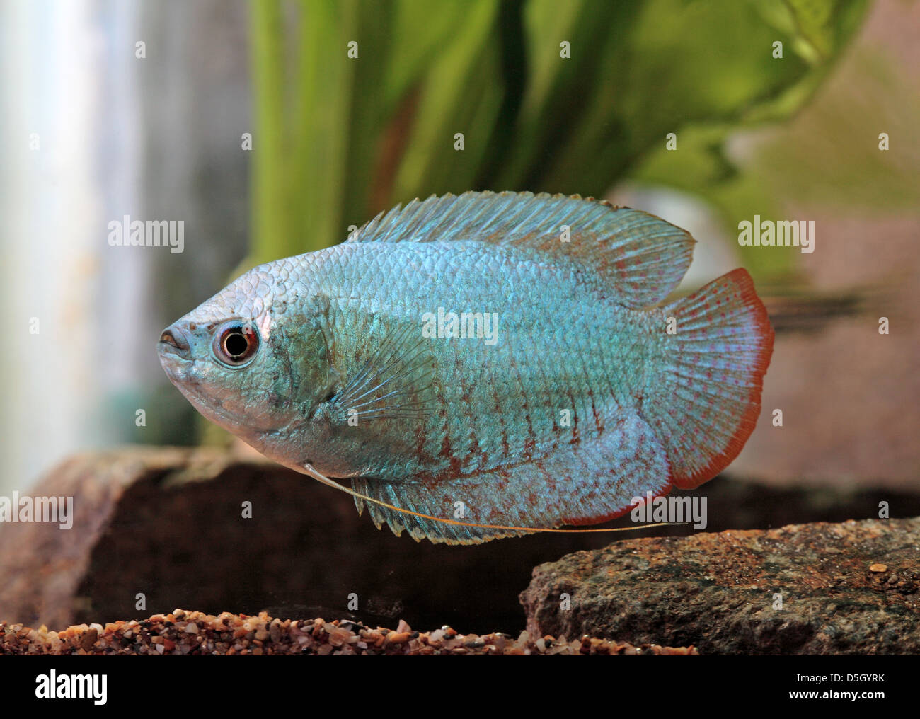 Dwarf Gourami [ Colisa ] in aquarium Stock Photo