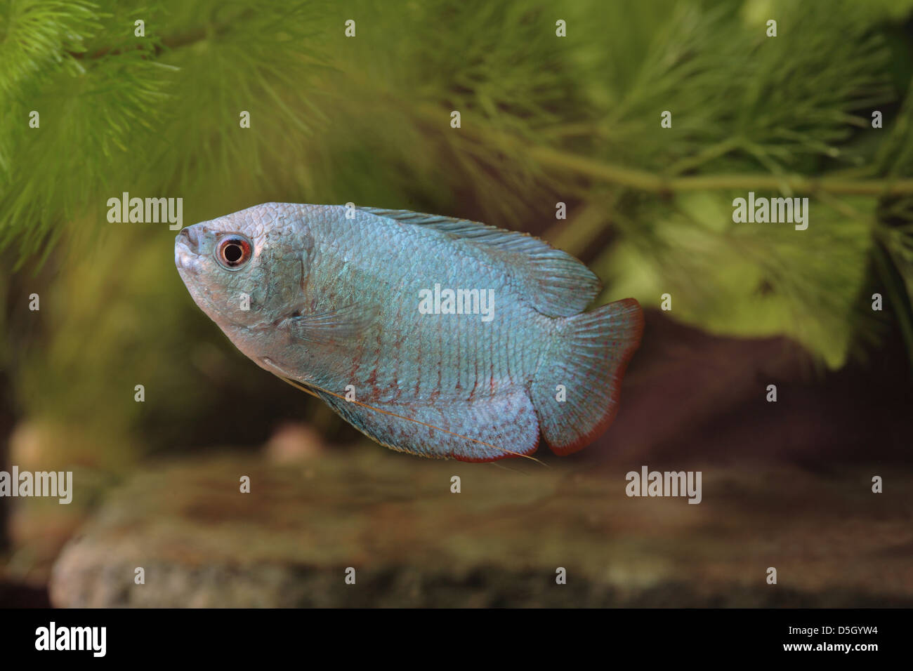 Dwarf Gourami [ Colisa ] in aquarium Stock Photo