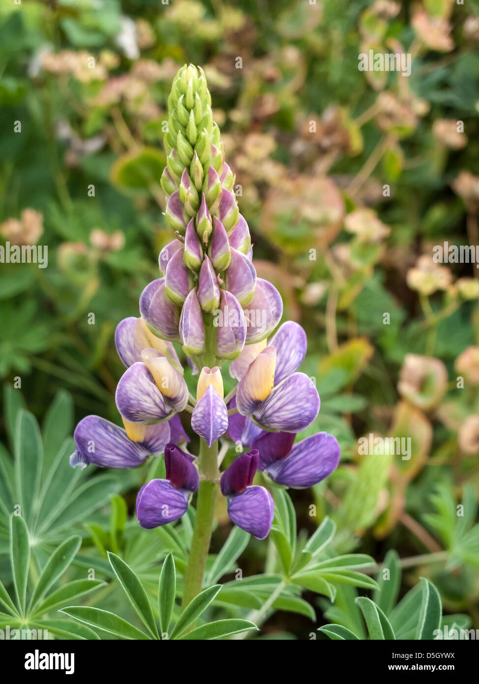 Lupin flower in Lincolnshire garden, England UK Stock Photo